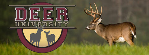 Deer University logo showing buck with huge rack.