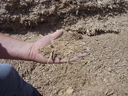 A hand holds a pile of grains from a feedlot. 