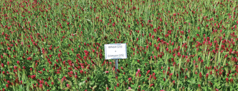 Field of red flowers with a sign that reads, &quot;Wheat (25) + Crimson (15)