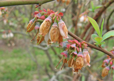  A stem with two bunches of drooping flowers with brown, shriveled areas. 