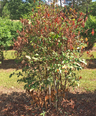  A bush with some green leaves but mostly brown, dead leaves. 