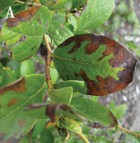  A bunch of green leaves with dark brown to red edges. 