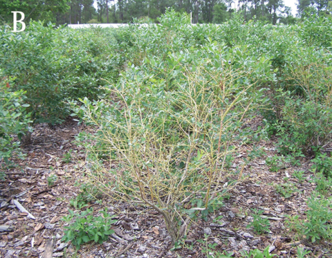  A bush with almost no leaves and yellow stems in the center of a group of healthy, green bushes. 