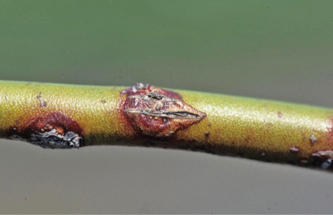  Close-up of a single stem with circular, red lesions. 