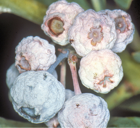  A bunch of blueberries covered in a pink to white coating. 