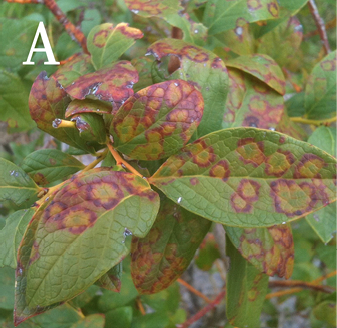 A bunch of green leaves with many spots with yellowish centers and reddish borders. 