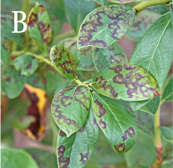  A bunch of green leaves with many dark brown splotches. 