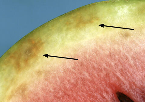 A watermelon rind with orange to brown discoloration up to the meat.