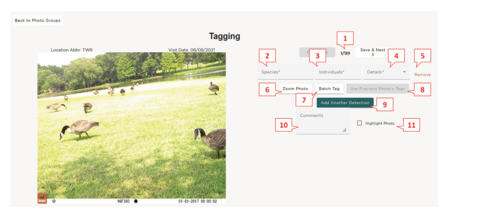 A tagging page shows a photo of geese grazing a yard near a pond and multiple callout boxes, each with a red number (1–11) for entries that need to be completed. The numbers are labeled photo number, species, individuals, details, remove, zoom photo, batch tag, use previous photo’s tags, add another detection, comments, and highlight photo.