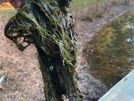 A hand holds a wet, slimy clump of slender spikerush that grew beneath the water surface.