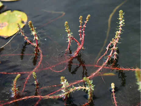 Red, sword-shaped stems emerging from a pond.
