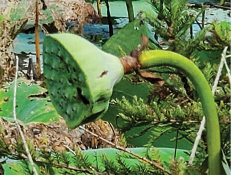 An empty, green seed pod surrounded by decaying lotus leaves.