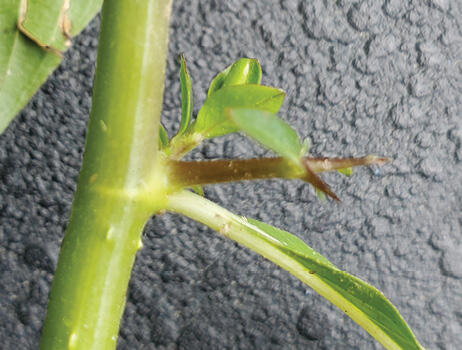 A brown spine sticking out from a stem