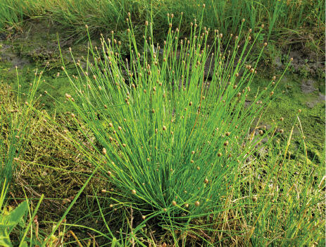A lush green bush with spiky leaves sits at the water edge surrounded by mud and spikerush debris.