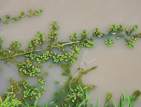 Stems of water primrose extend across the water surface.