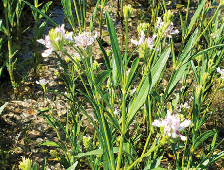 Multiple stems of water-willow feature small flower blooms and elongated leaves.