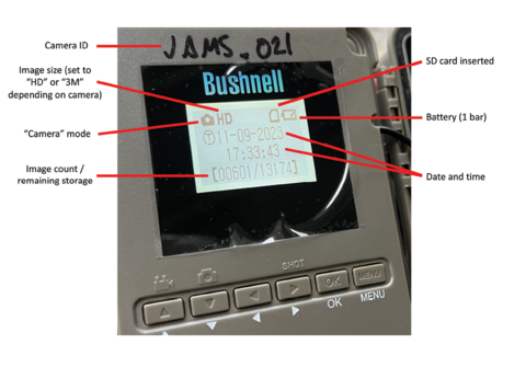 A closeup of a gray camera with the Bushnell logo in blue. The Camera ID “JAMS dot 021” is written above the display screen in black marker. The digital display screen shows the camera mode icon and HD for the image size. The battery icon indicates one bar, the date and time is November 9, 2023, and the time is 17:33:43. The image count/remaining storage is 00601/13174.