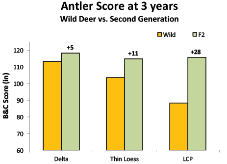 Comparison of B&amp;C antler score at 3 years of wild deer versus second generation. In the Delta, second-generation deer antlers were about 5 inches larger than wild; in the thin loess region, second-generation deer antlers were about 11 inches larger than wild; and in the lower coastal plain, second-generation deer antlers were about 28 inches larger than wild deer. 