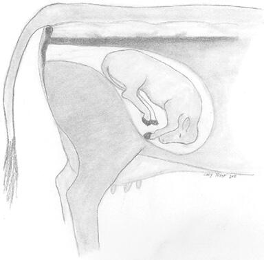 Calf is facing down with all four legs under its body and its rear end entering the birth canal first.