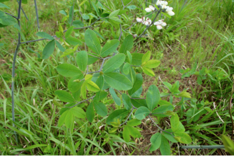 Example of ovate leaflets.