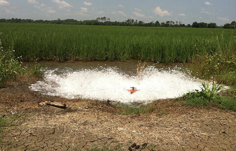 A pool of water next to a field of rice being churned by a device in the water.