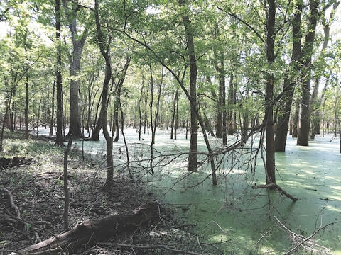 Several hardwood trees in water.