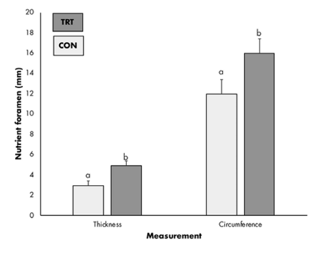 Bar graph shows average thickness of nutrient foramen in the control group was about 3mm and in the treatment group was about 5mm. Circumference of nutrient foramen was about 12mm for the control group and about 16mm for the treatment group.