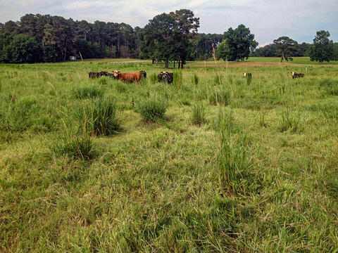 Cows roam in a green field. 