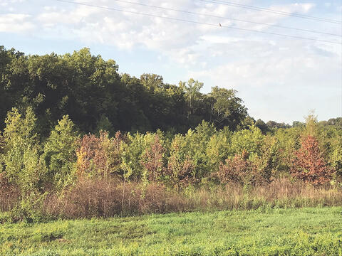 Young trees with brown or yellow leaves due to flood damage.