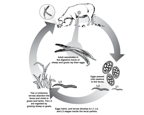 Diagram described in text under the heading Gastrointestinal Worm Life Cycle.