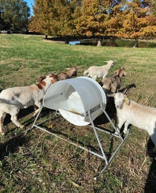 Many goats gather around a feeder.