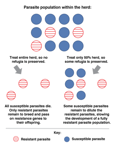 Diagram explains the importance of preserving refugia. In this example, three of twelve animals have resistant parasites. If the entire herd is treated, no refugia is preserved. The result is that all susceptible parasites die and only resistant parasites remain to breed and pass on resistance genes to their offspring. If only 50 percent of the herd is treated, some refugia is preserved. The result is that some susceptible parasites remain to dilute the resistant parasites, slowing the developme