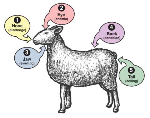 Diagram of a lamb with the Five-Point Check indicators labeled: 1. nose (discharge); 2. eye (anemia); 3. jaw (swelling); 4. back (condition); 5. tail (soiling). More description is under the heading Indicators Suggesting Parasitism.