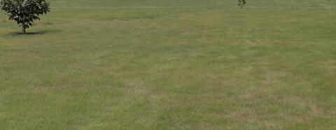 Wide view of zoysiagrass mowed at three inches, showing large, straw-colored patches caused by dollar spot fungus.