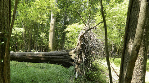 A large tree with its roots still intact lies on the ground.