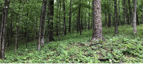 A forest floor grows lush after a prescribed fire. 