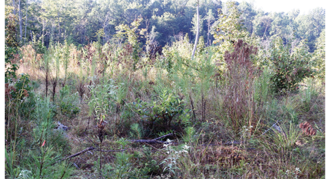Grasses, small plants, vines, shrubs, and other vegetation growing in an area cleared of trees.