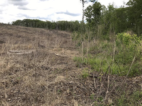 A forested area with brown, dead vegetation on the left and green vegetation on the right. Taller trees are in the background.