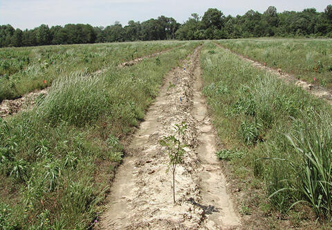 Rows of bare ground with seedlings.