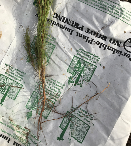 A seedling features a root system that needs to be pruned, displayed on top of an empty seedling bag.