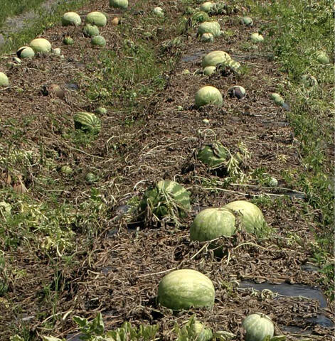 Rows of watermelons atop mostly brown vines and leaves.