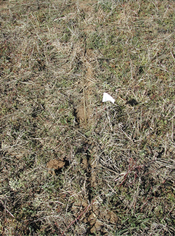 A very narrow trench with some vegetation growing on its sides. A small, white flag marks a seedling.