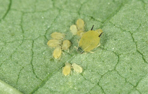 Several yellowish, oval-shaped nymphs with a single adult, which is similar in color, rounder, and about four times their size. The adult has dark brown antennae.