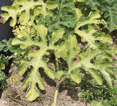 Large leaves that have turned yellow.