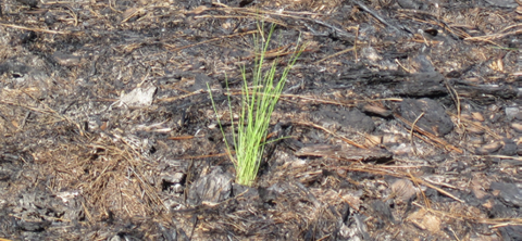 Correctly planted longleaf seedling. 