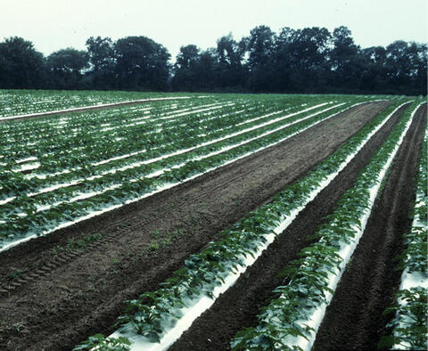Rows of green plants growing through a layer of reflective plastic mulch. 