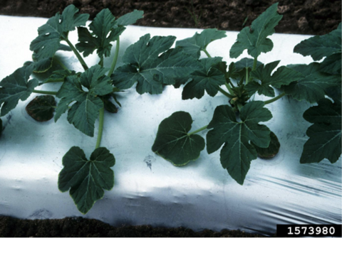 Close-up of green plants growing through plastic mulch.  