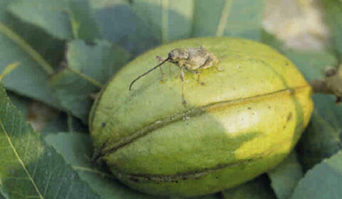 A single pecan in a green husk with a small insect with a very long snout on it.