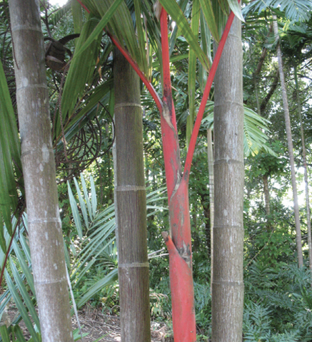 A single, bright-red trunk surrounded by other trees and plants.
