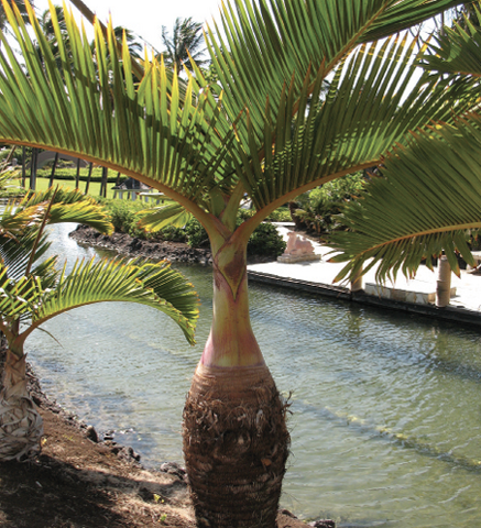 This bottle-shaped trunk (larger at the bottom and slenderer toward the top) has a crown of large, pinnate leaves.